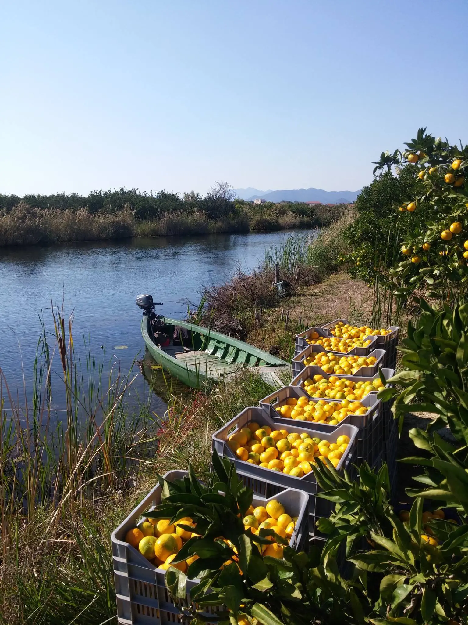 Ubrane mandarine u kašetama uz neretvansku lađu