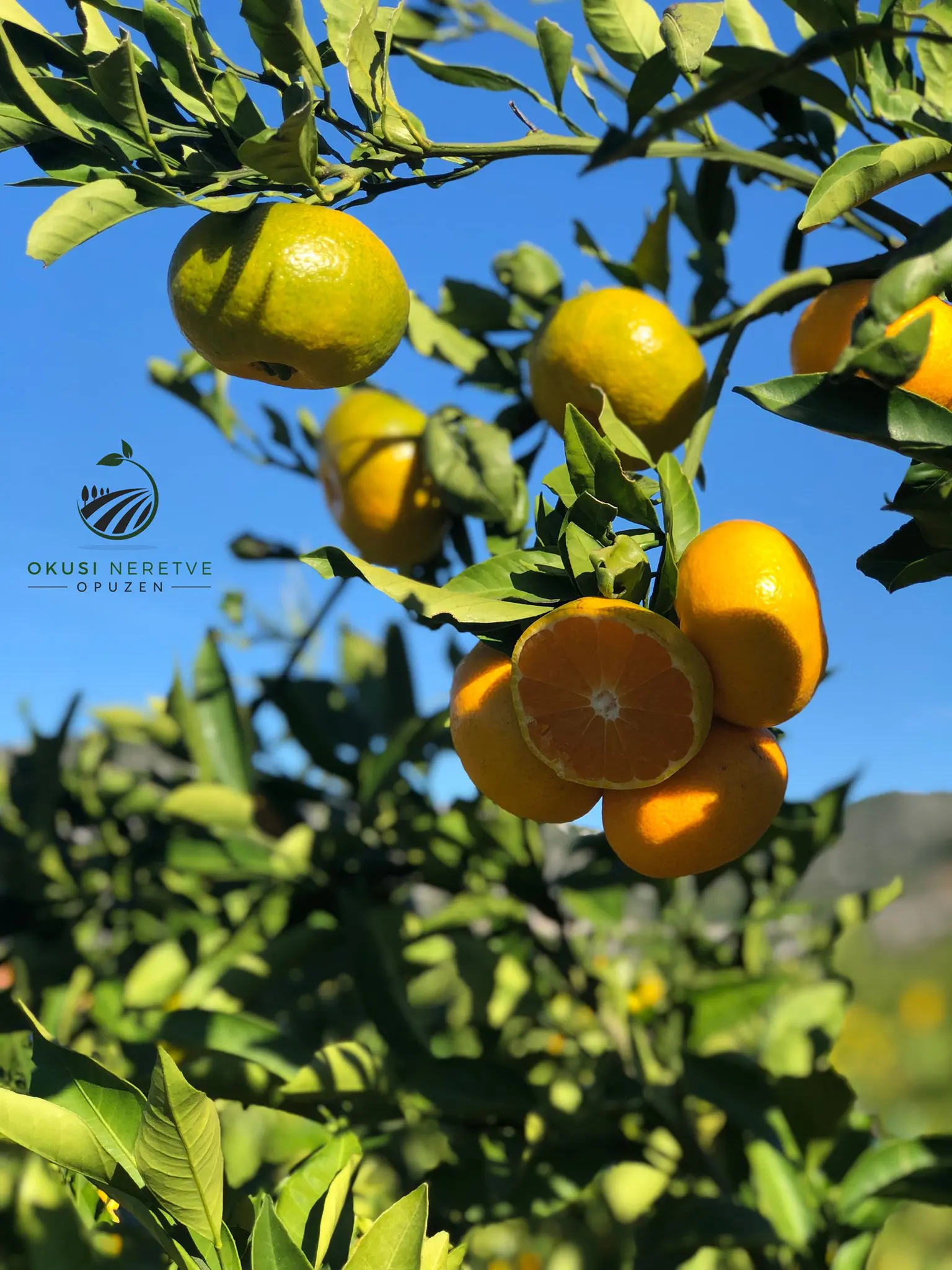 Mandarine na stablu u nasadu Okusi Neretve