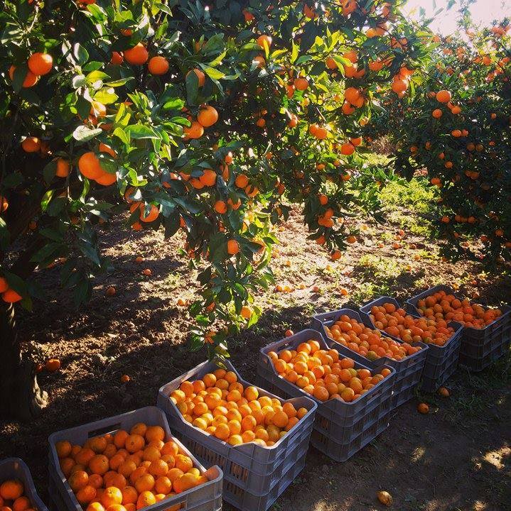 Berba mandarina i pune kašete u voćnjaku